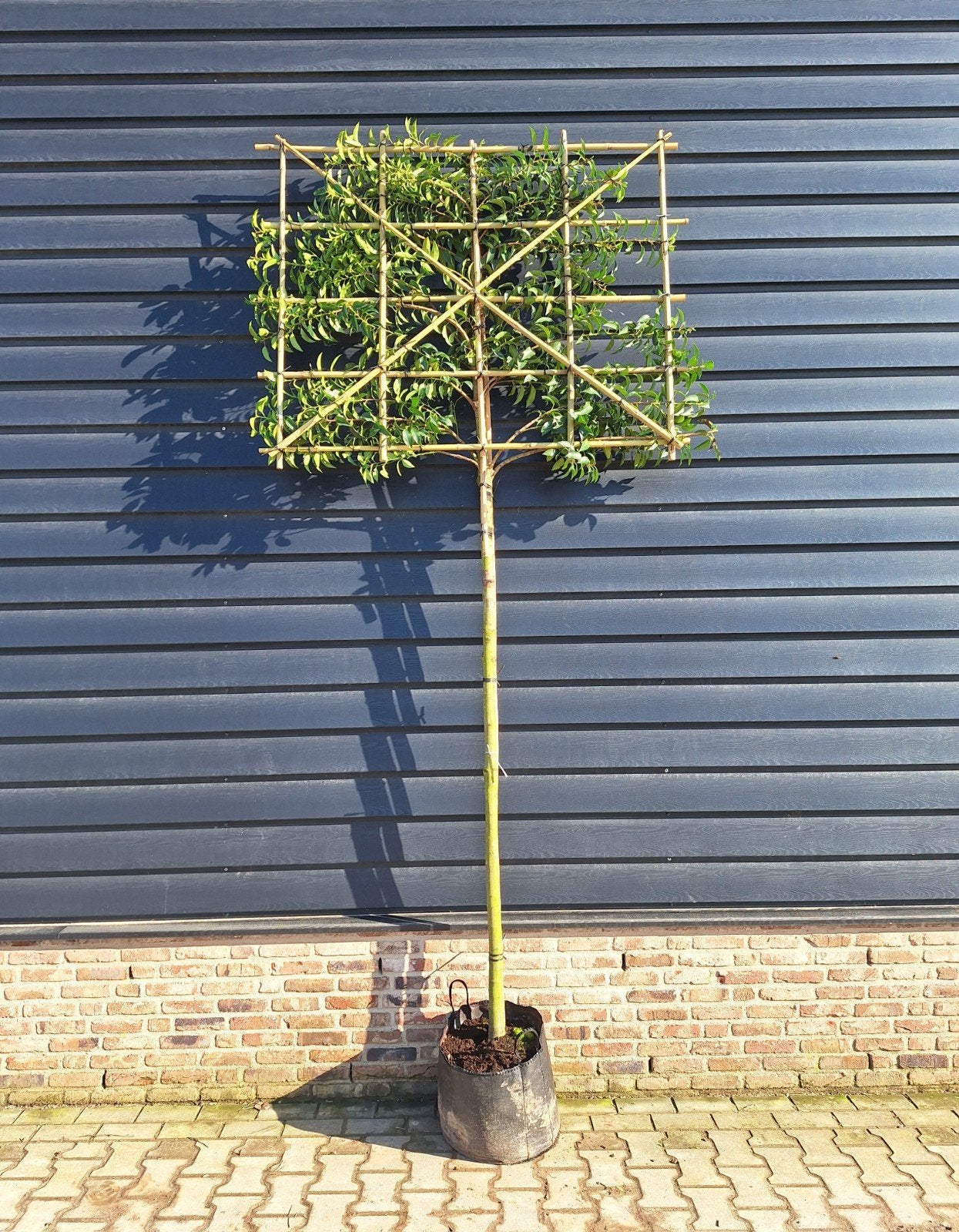 Portugese Laurier Leiboom 🌳❗️Groenblijvend❗️ 🌳, Ophalen, Halfschaduw, Leiboom, 100 tot 250 cm