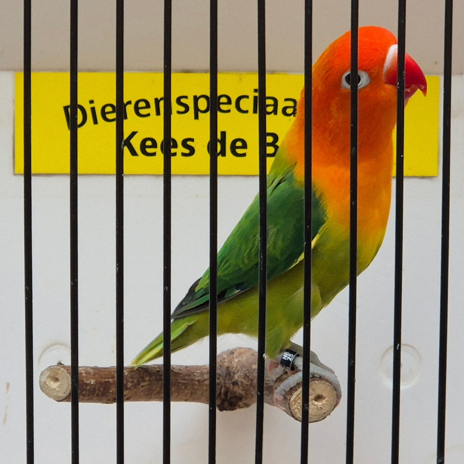 mooi opaline agapornis fischeri pop