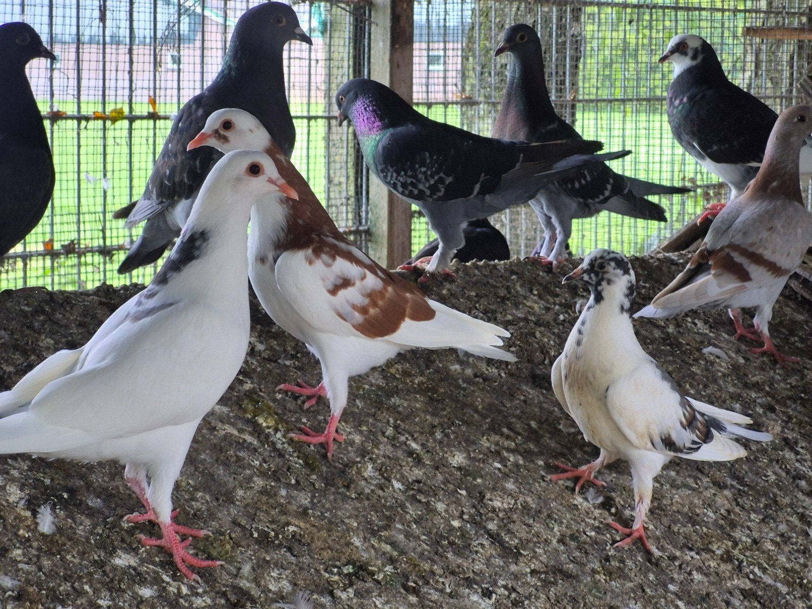 Jonge duiven tekoop, Dieren en Toebehoren, Vogels | Duiven, Meerdere dieren, Postduif
