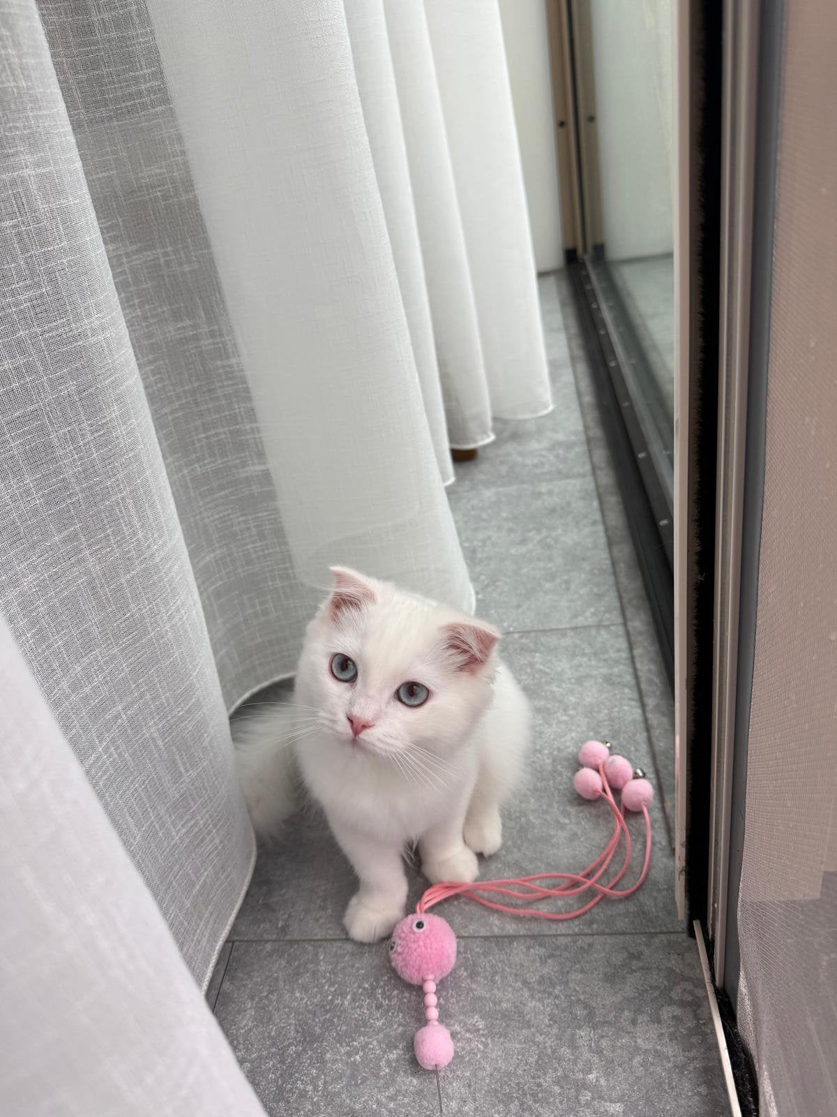 Witte kitten van 3 maanden met blauwe ogen, Ophalen