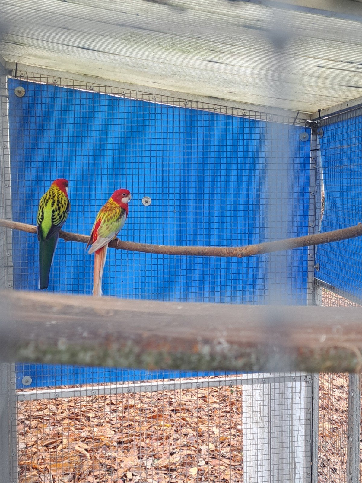 rosella 1-1, Dieren en Toebehoren, Meerdere dieren, Parkiet, Geringd