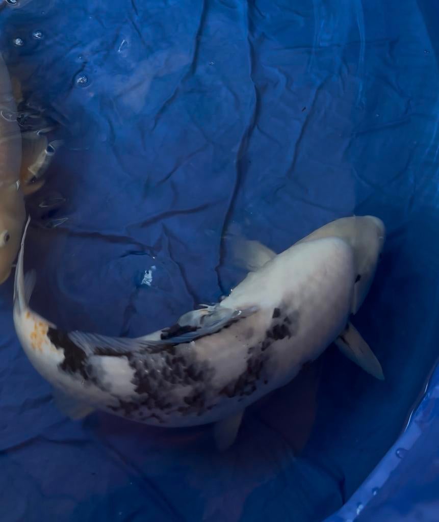 Female Shiro Utsuri van japanse kweker Yagenji, Karper of Koi