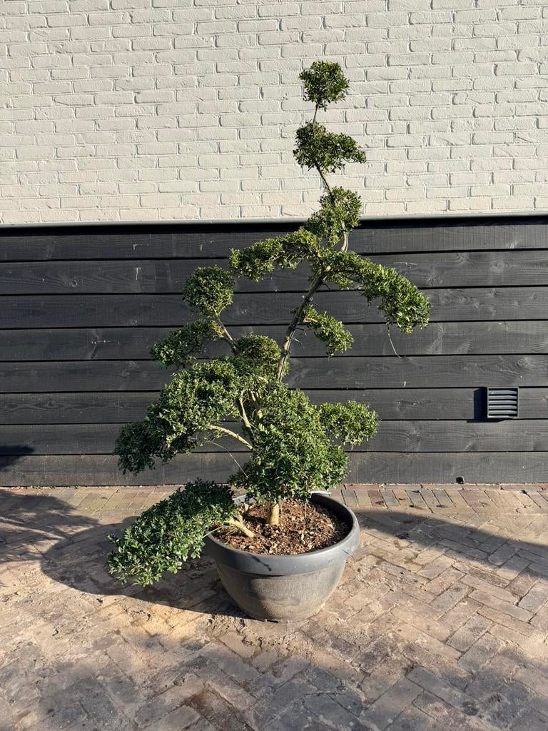 Ilex kinme bonsai, Tuin en Terras, Ophalen of Verzenden, Zomer, Volle zon, Overige soorten