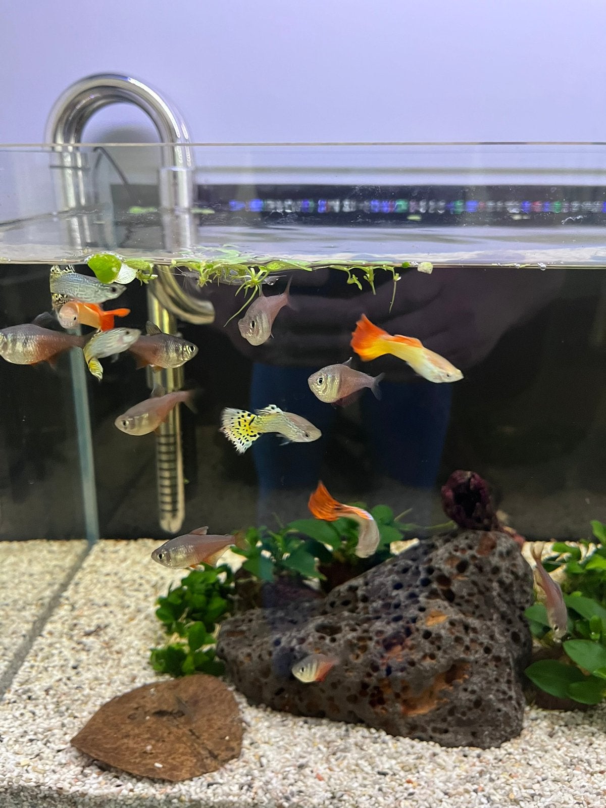 Guppen mannetjes 6 stuks, Dieren en Toebehoren, Vissen | Aquariumvissen, Vis