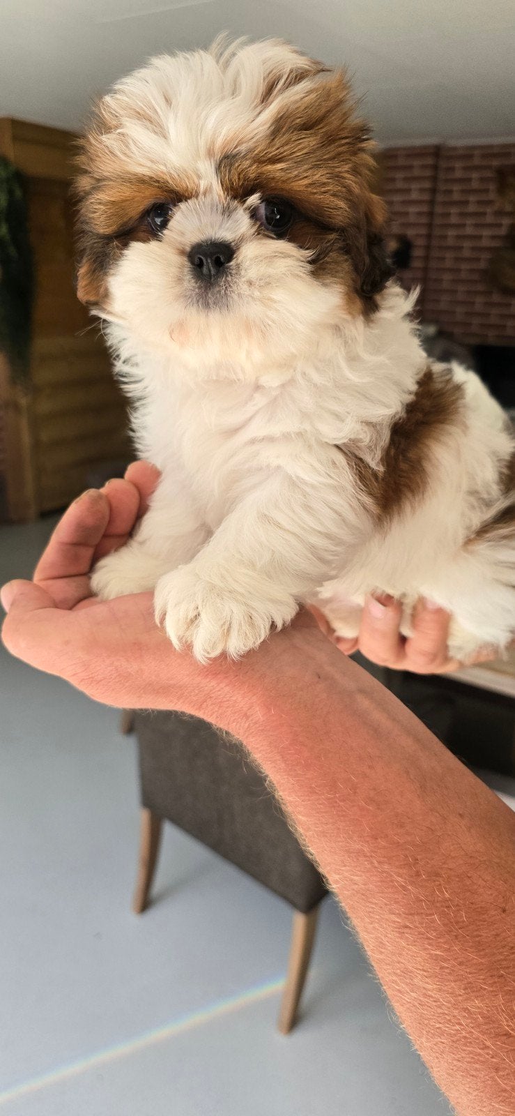 Mooie kleine Shih-tzu pups, Dieren en Toebehoren, Honden | Chihuahua's en Gezelschapshonden, Meerdere dieren, Overige rassen, Particulier