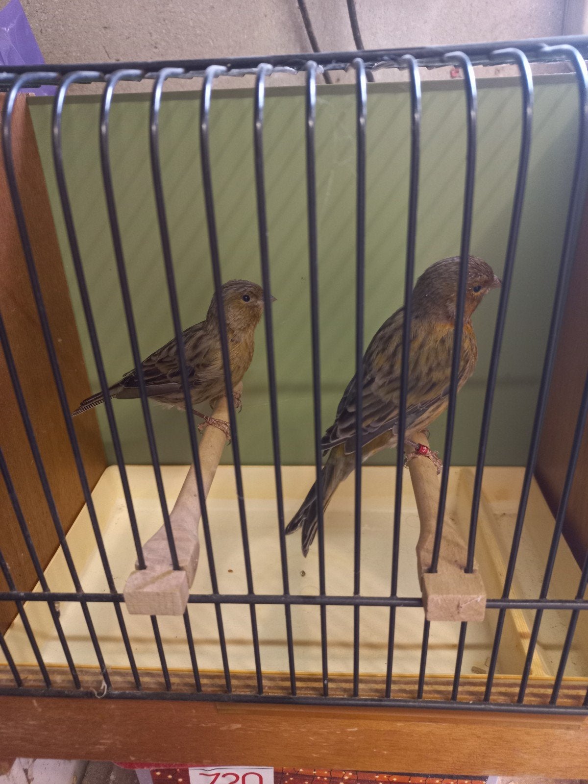2  koppels kanaries, Dieren en Toebehoren, Vogels | Kanaries, Meerdere dieren, Kleurkanarie