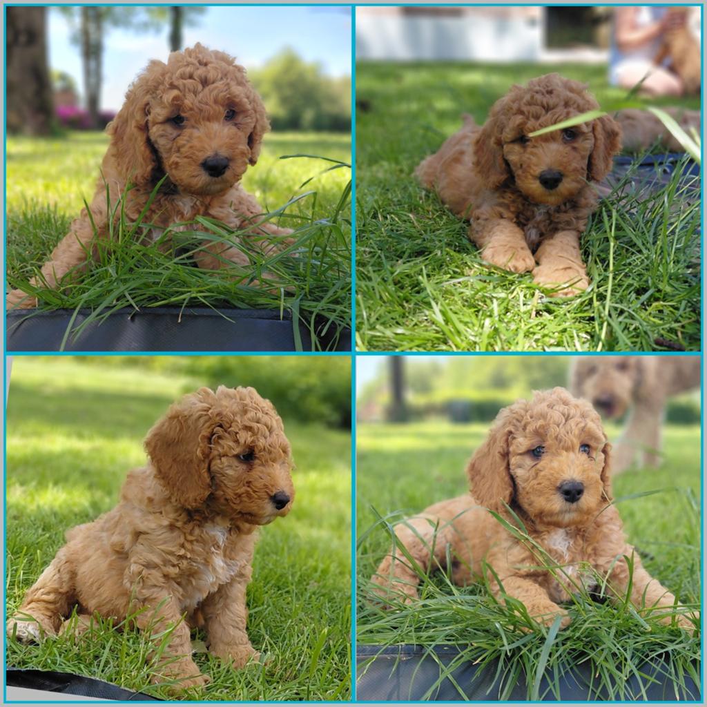 Super mooie sociale multigen labradoodle pups!, Dieren en Toebehoren, Overige rassen, CDV (hondenziekte), Meerdere dieren, Eén hond