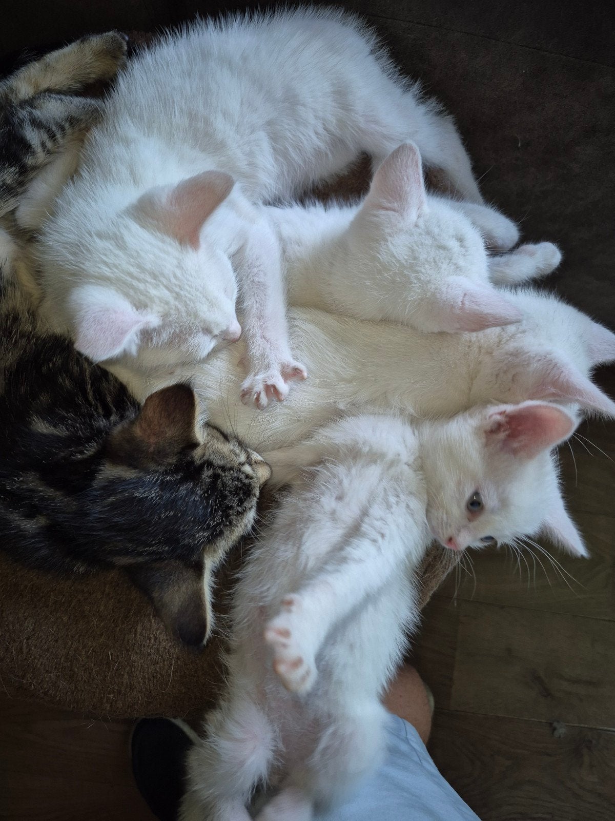 Kittens, Dieren en Toebehoren