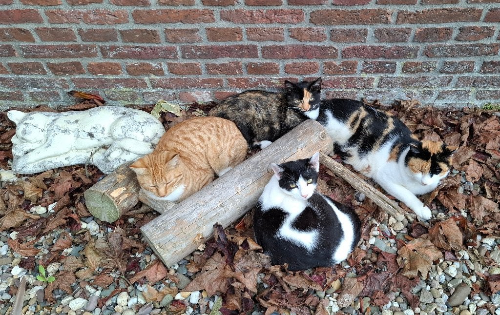 4 boerderij katjes van bijna  half jaar, Dieren en Toebehoren, Meerdere dieren, Kortharig, 0 tot 2 jaar