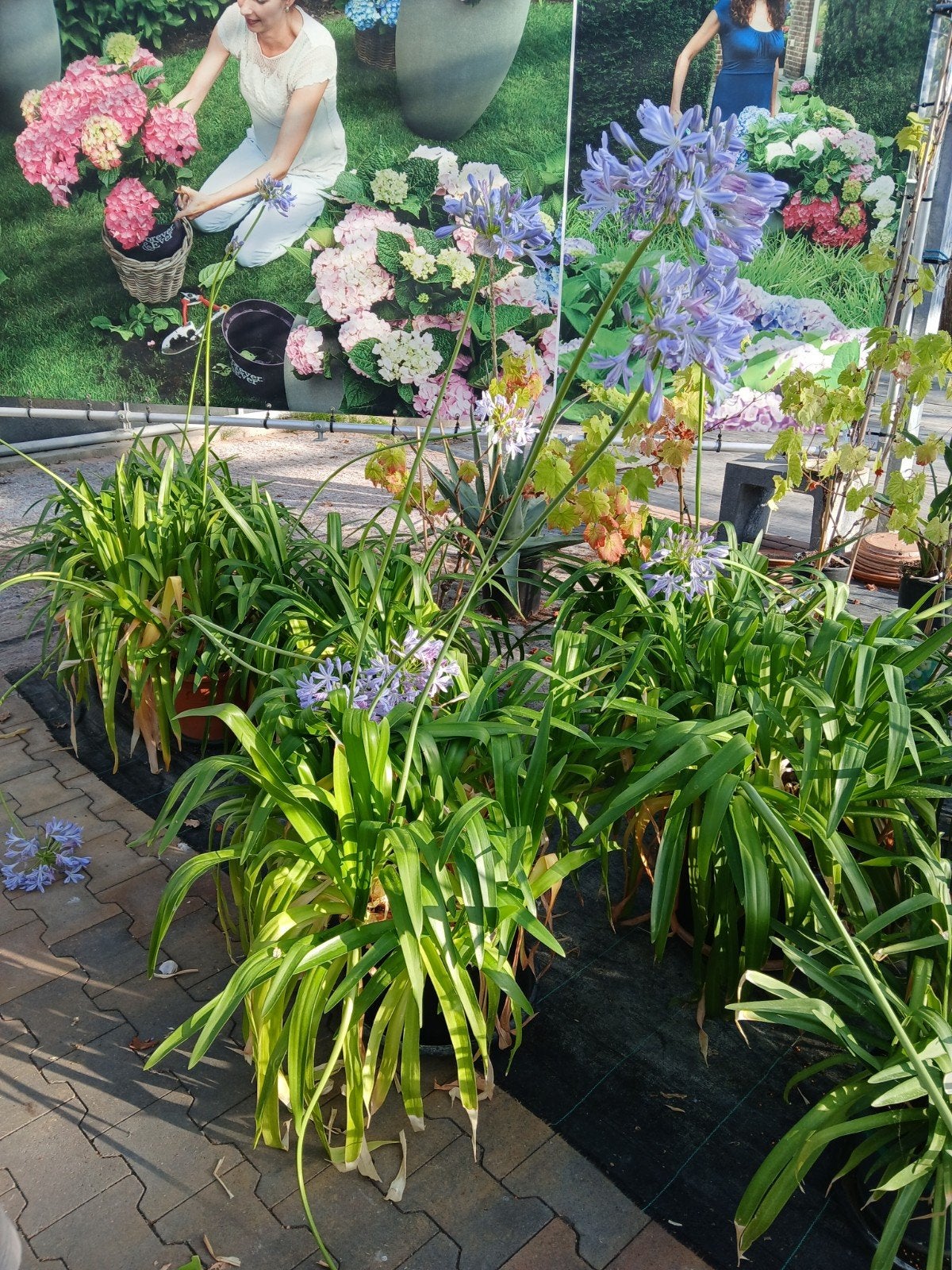 Breedbladige Agapanthus - Afrikaanse Lelie, Tuin en Terras, Volle zon, Vaste plant, Zomer, Ophalen