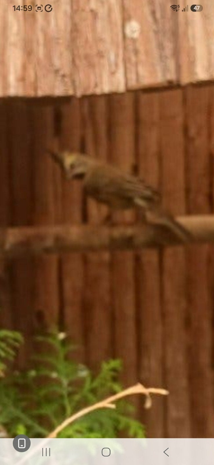 te koop groene kardinalen, Meerdere dieren, Geringd