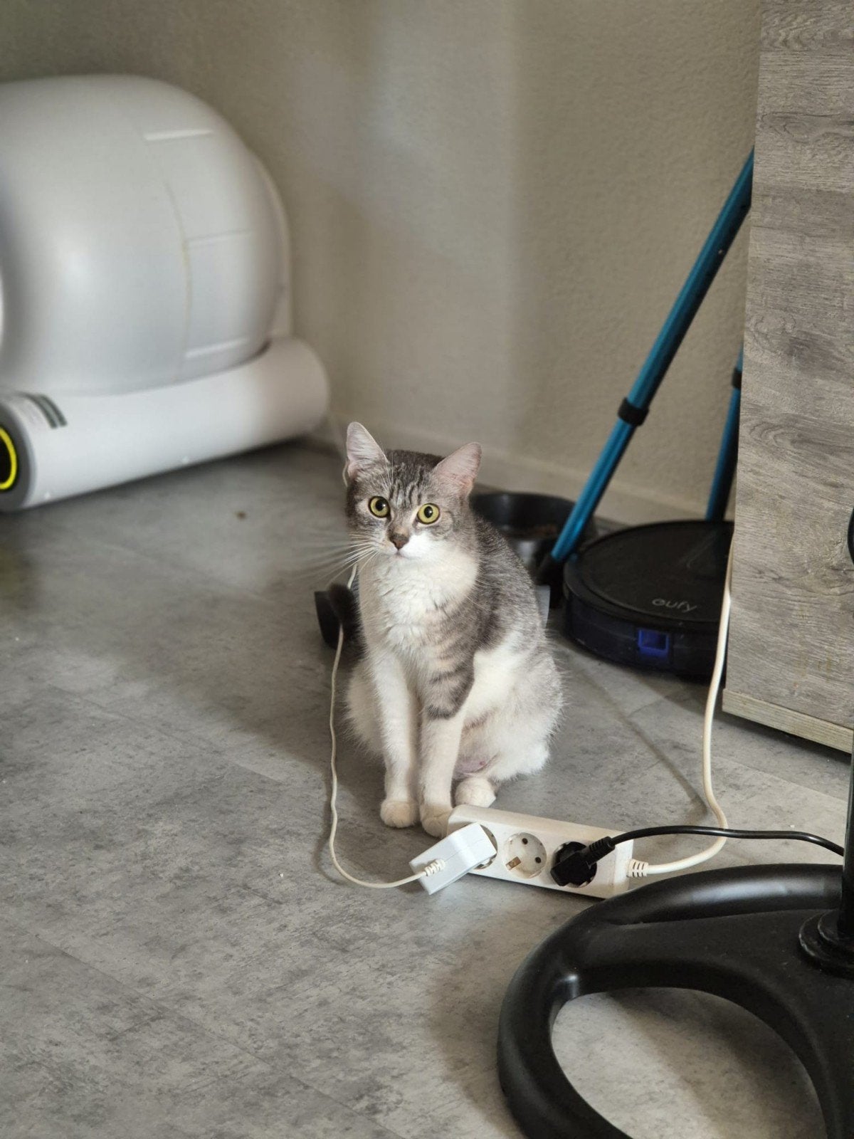 Een superleuke wit- en grijskas!, Dieren en Toebehoren, Katten en Kittens | Overige Katten, Poes, 0 tot 2 jaar