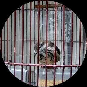 palmlijster pop 2026, Dieren en Toebehoren, Vogels | Overige Vogels, Vrouwelijk