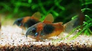 corydoras venezuela orange, Dieren en Toebehoren, Vis, Zoetwatervis, Schoolvis