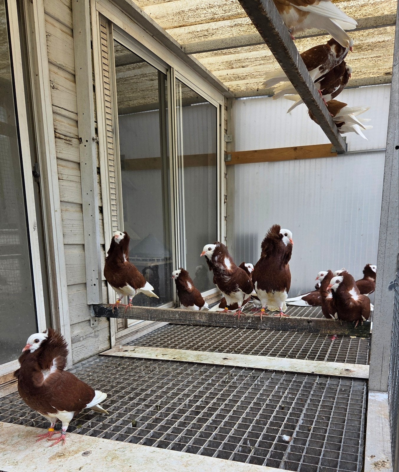 Oud Hollandse Kapucijnduiven (2026) te koop, Meerdere dieren, Geringd