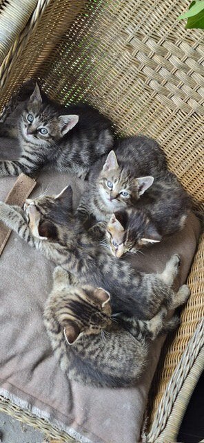 Zeer mooie kittens, Dieren en Toebehoren, Kater, Kortharig, 0 tot 2 jaar