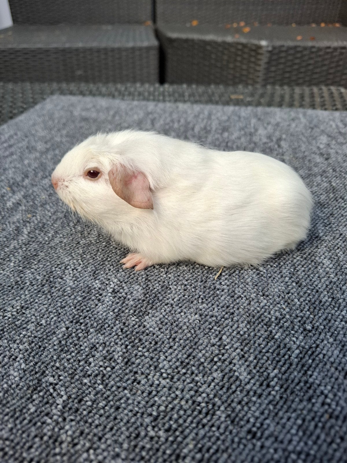 wit gekruind jong beertje (mag direct verhuizen), Dieren en Toebehoren, Knaagdieren, Cavia, Mannelijk, Juli, Tam