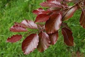 2 Fagus s. 'Atropunicea' / rodeTreurbeuk vanaf   €95, Tuin en Terras, Planten | Bomen, 100 tot 250 cm, Volle zon, In pot, Overige soorten