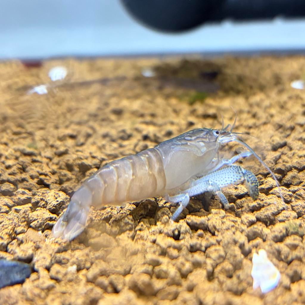 Blauwe waaierhandgarnaal, Kreeft, Krab of Garnaal