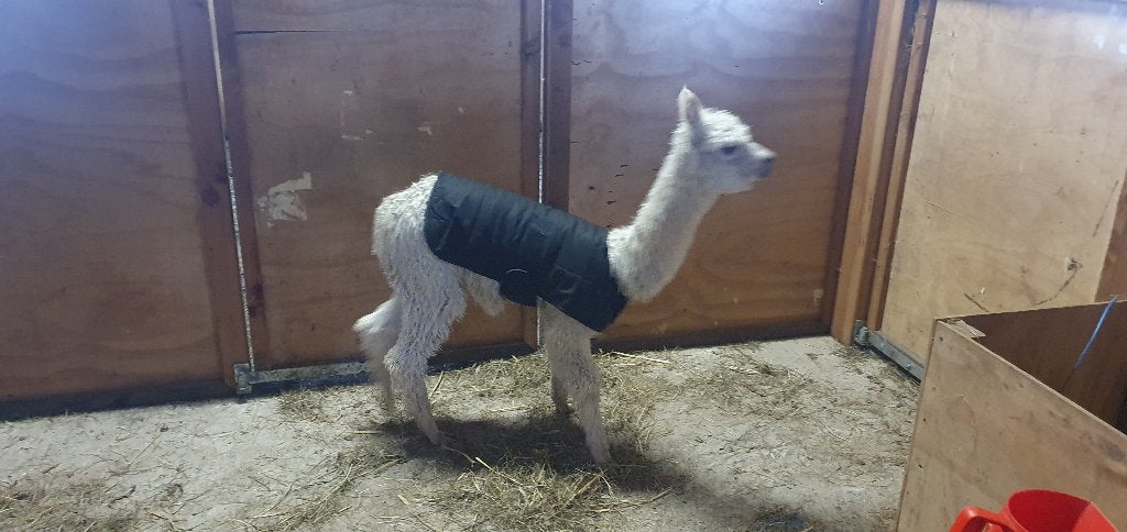 Cria jacket / deken voor alpaca's, Verzenden, Nieuw