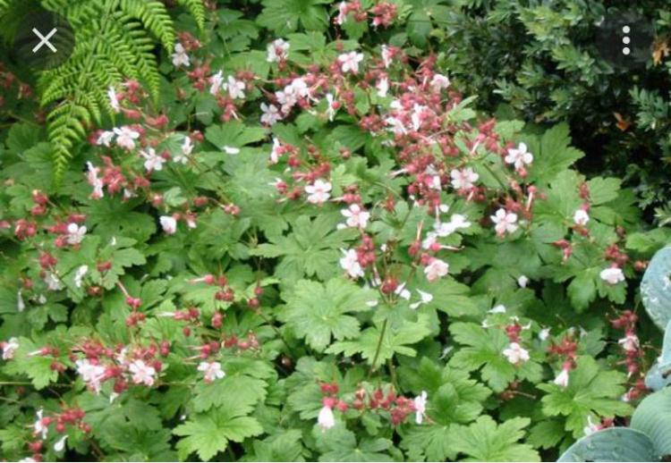 ==MOOI== Vaste tuinplant bodembedekker roze bloemen.., Tuin en Terras, Planten | Tuinplanten, Bodembedekkers, Vaste plant, Ophalen of Verzenden