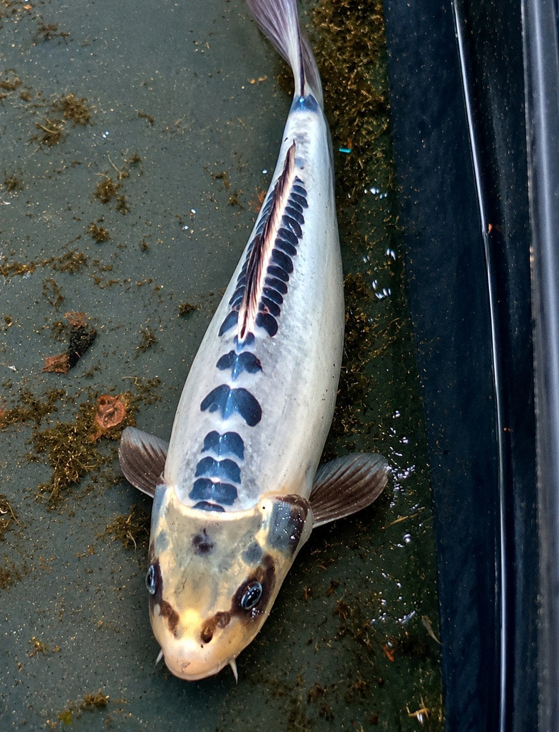 Grote Koi Shusui 45 cm, super mooi blauw, Dieren en Toebehoren, Vissen | Vijvervissen, Karper of Koi