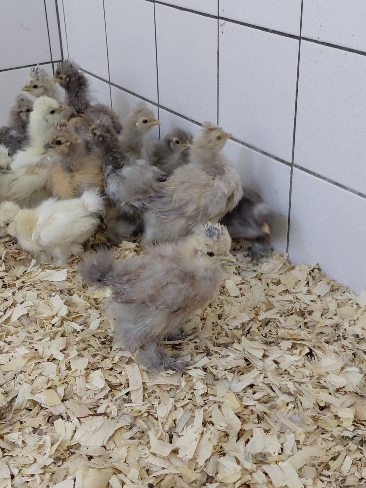 Zijdehoender kuikens, Meerdere dieren, Kip