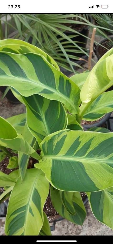 Canna soorten, Ophalen, Overige soorten, Volle zon