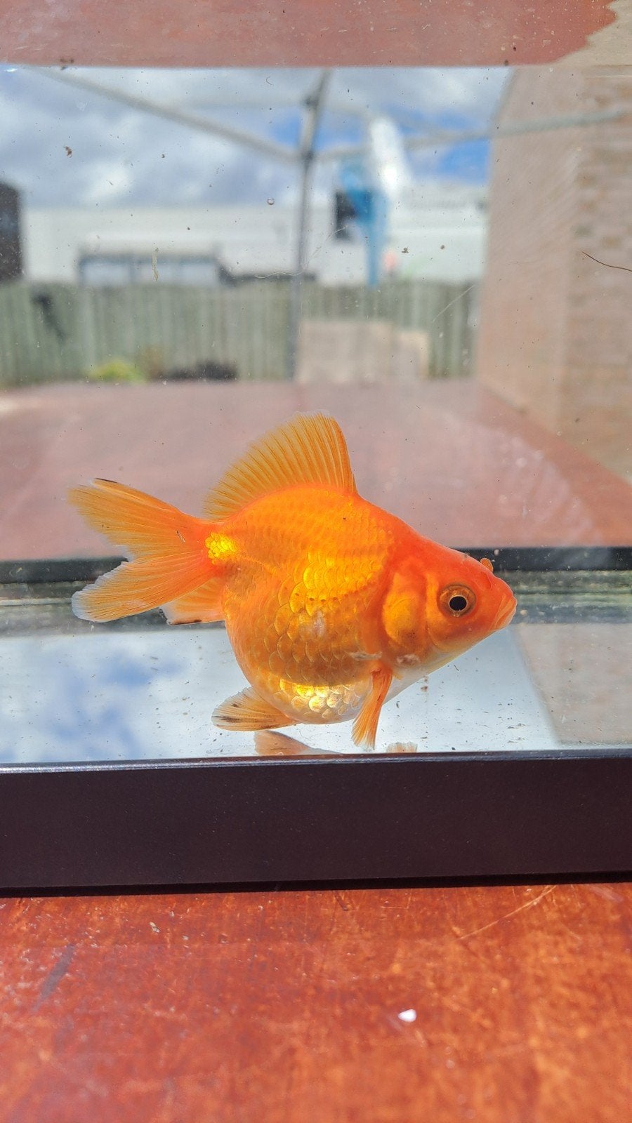 Ryukin goudvis, Vis