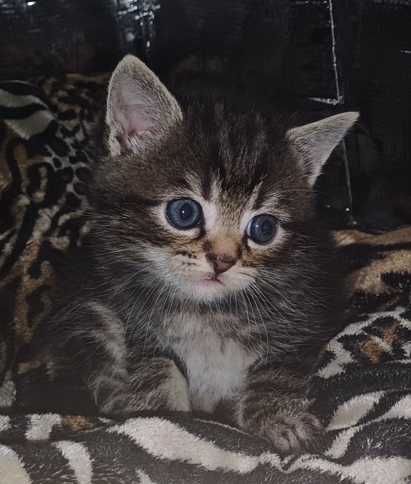 Kittens bengaal x Perzische, Meerdere dieren, Ontwormd