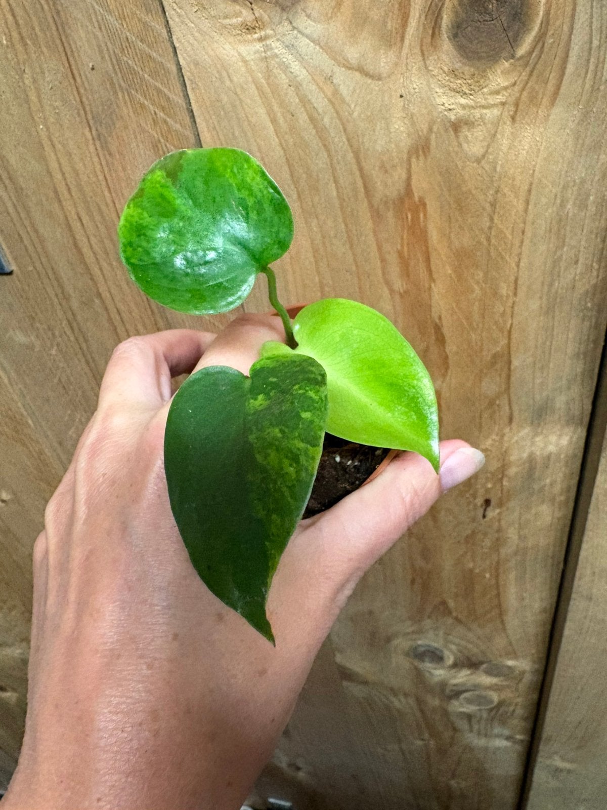 Monstera deliciosa variegata plant aurea yellow lime, Ophalen of Verzenden, Halfschaduw, Minder dan 100 cm