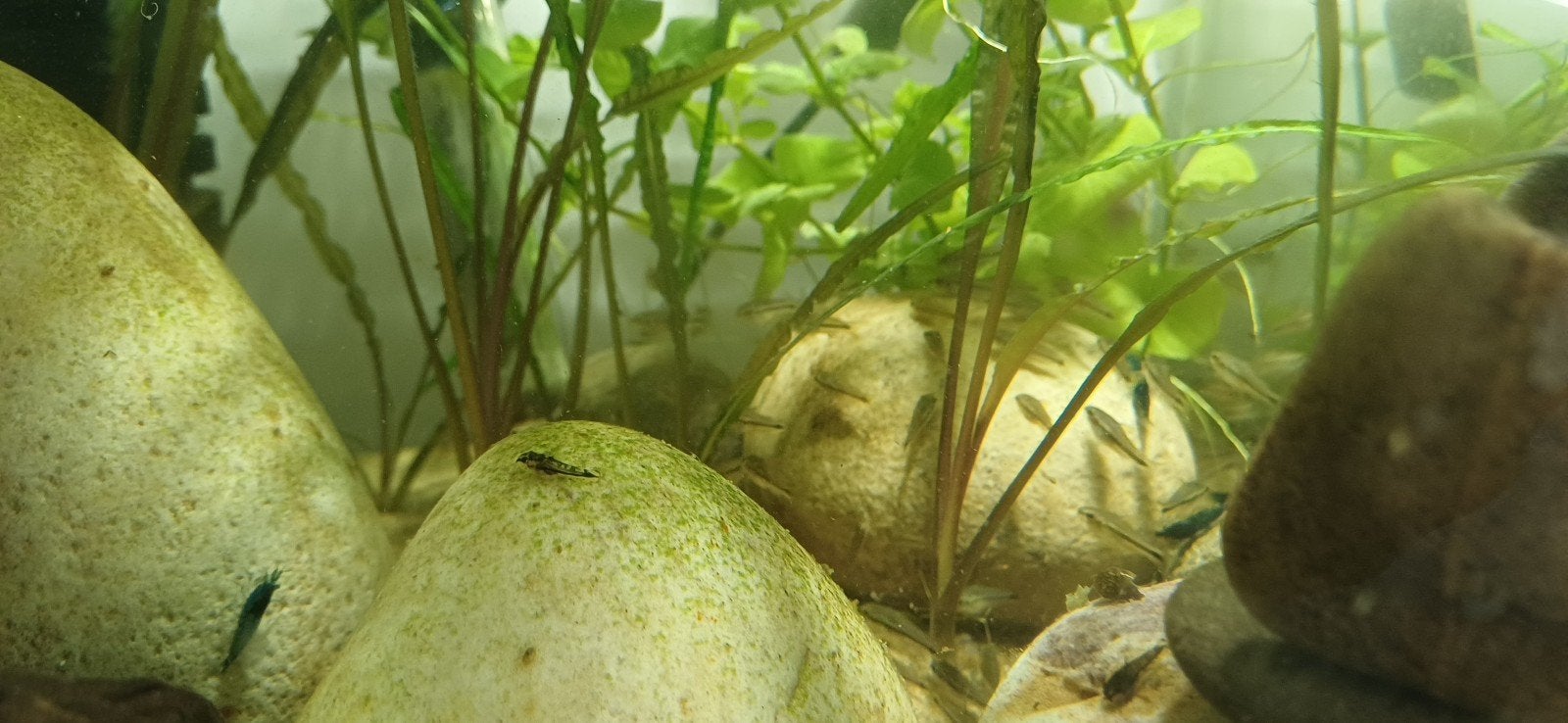 ​Te koop: Jonge Corydoras pygmaeus, Vis, Zoetwatervis, Schoolvis