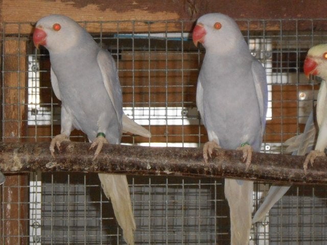 halsbandparkiet violet palid, Dieren en Toebehoren, Vrouwelijk, Parkiet, Geringd