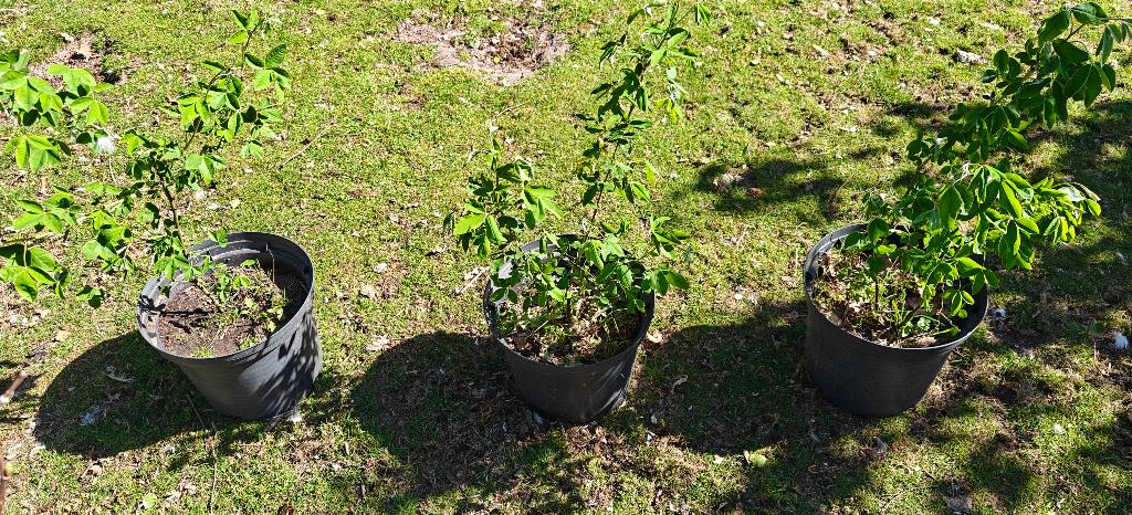 div. boompjes Lijsterbes/ Gouden regen en Seringen, Ophalen, Overige soorten, Minder dan 100 cm