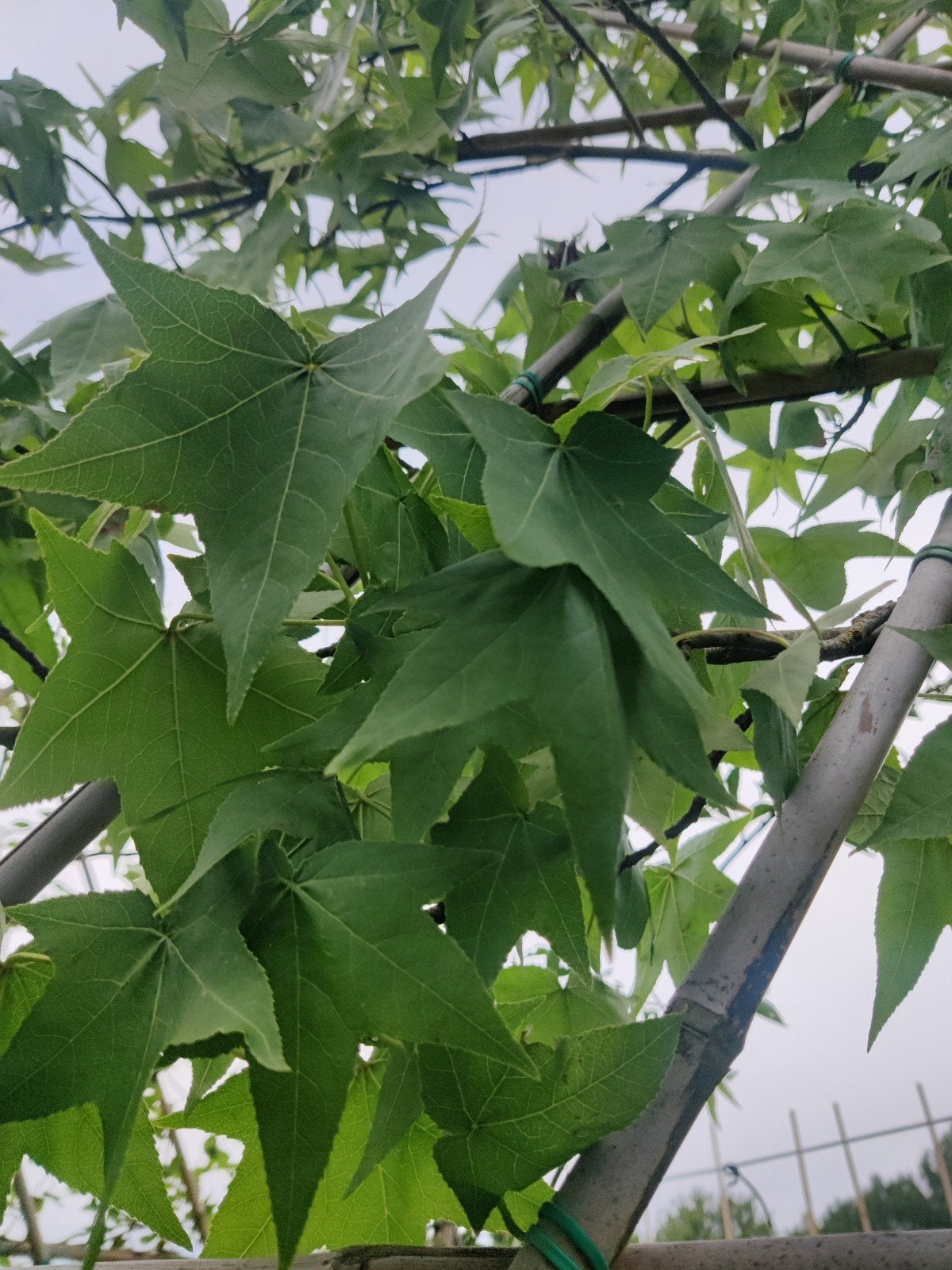 liquidambar styraciflua (Amberboom) 14-16cm leiboom/leirek, Tuin en Terras, Planten | Bomen, Ophalen of Verzenden, Volle zon, Overige soorten