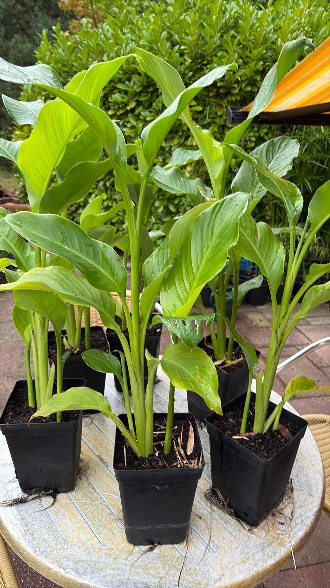 Mooie canna s (bloemriet) te koop kleur rood, Ophalen of Verzenden, Overige soorten, Volle zon