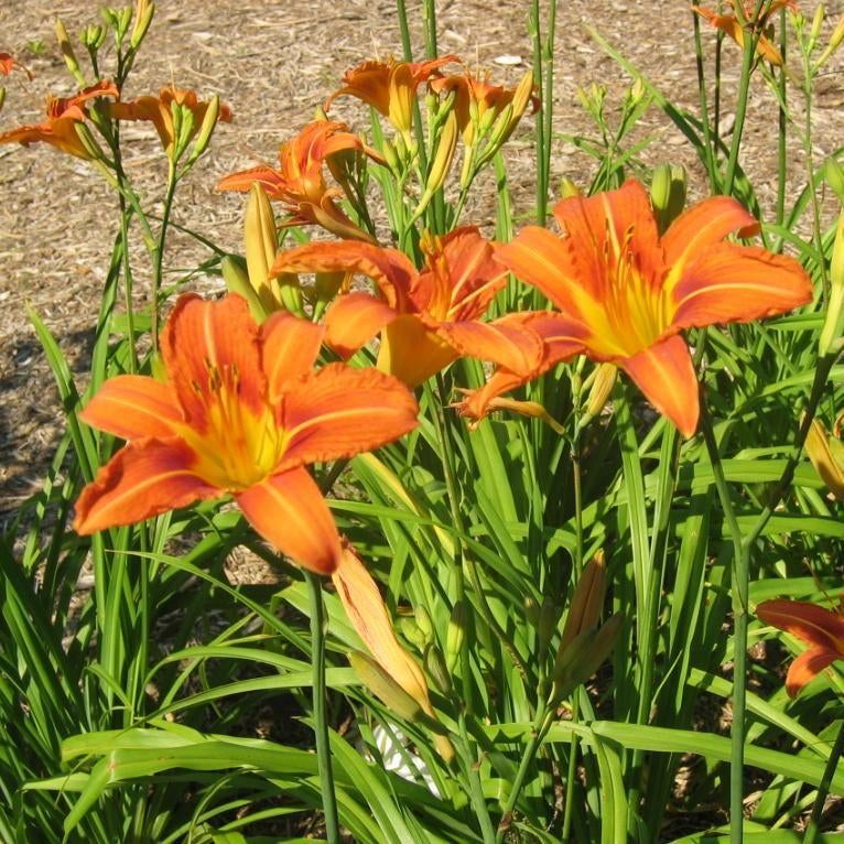 Oranje eendags lelie tuinplant stekken, Ophalen, Volle zon