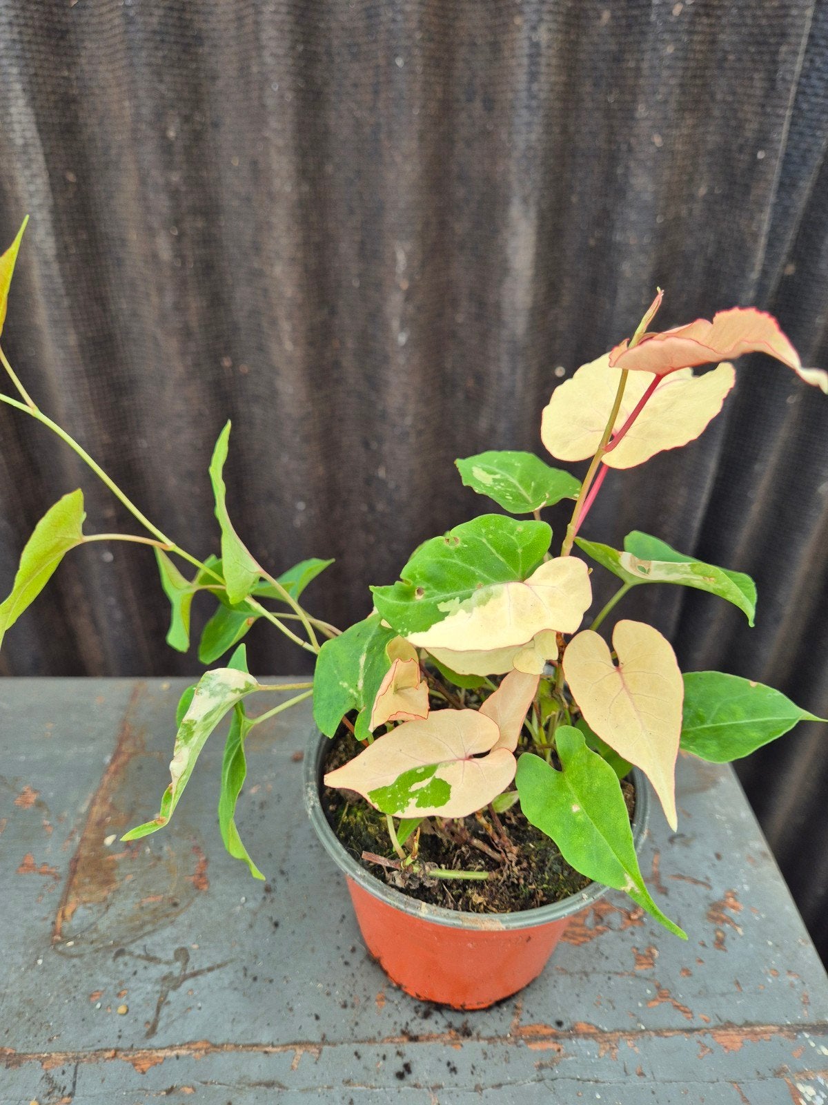 Fallopia Multiflora variegata p12 (8), Ophalen of Verzenden, Halfschaduw, Minder dan 100 cm