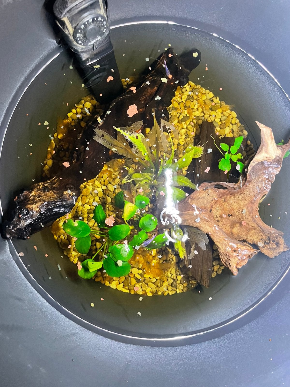 aquarium vissen, Dieren en Toebehoren, Vissen | Aquariumvissen, Vis