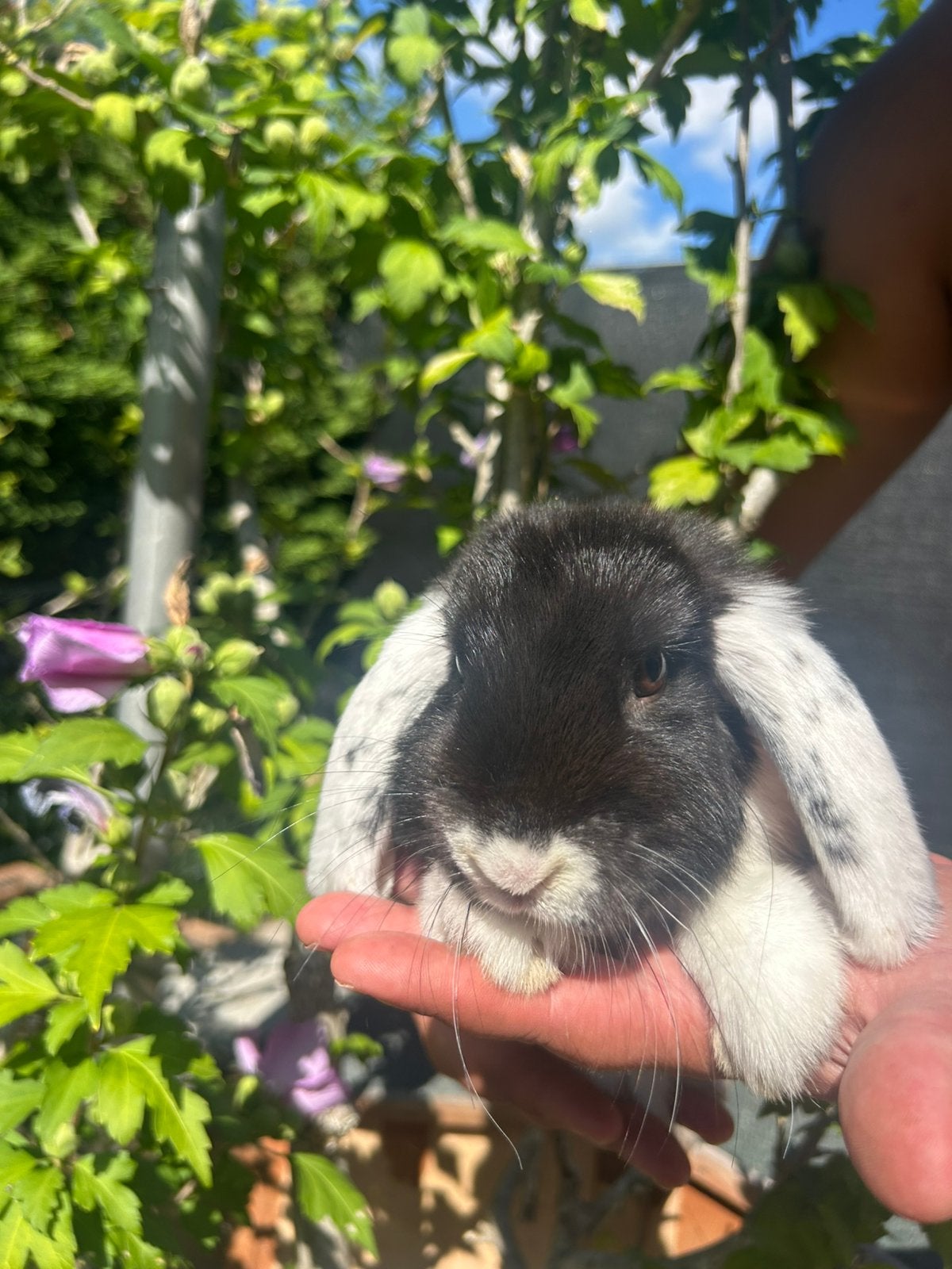 Nederlandse hangoor, Vrouwelijk, Klein, Hangoor, 0 tot 2 jaar