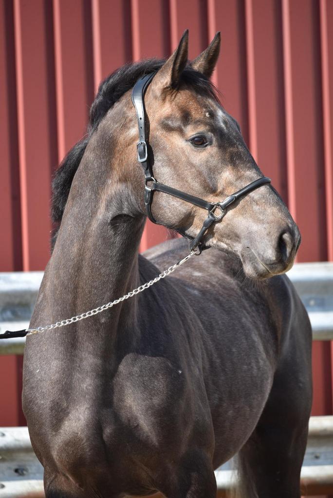3 jarige hengst | Poker de Mariposa X Arezzo VDL, Dieren en Toebehoren, Paarden, Springpaard, Met stamboom, Hengst, Onbeleerd