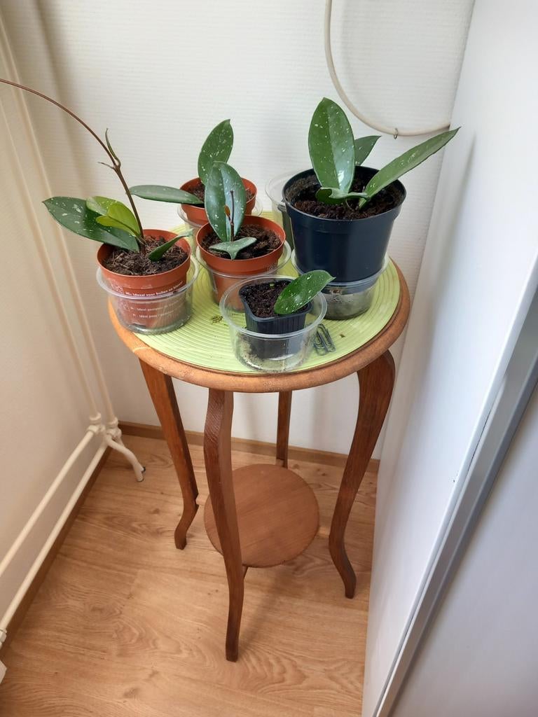 Hoya carnosa stekjes, opgepot, Huis en Inrichting, Ophalen, Halfschaduw, Minder dan 100 cm
