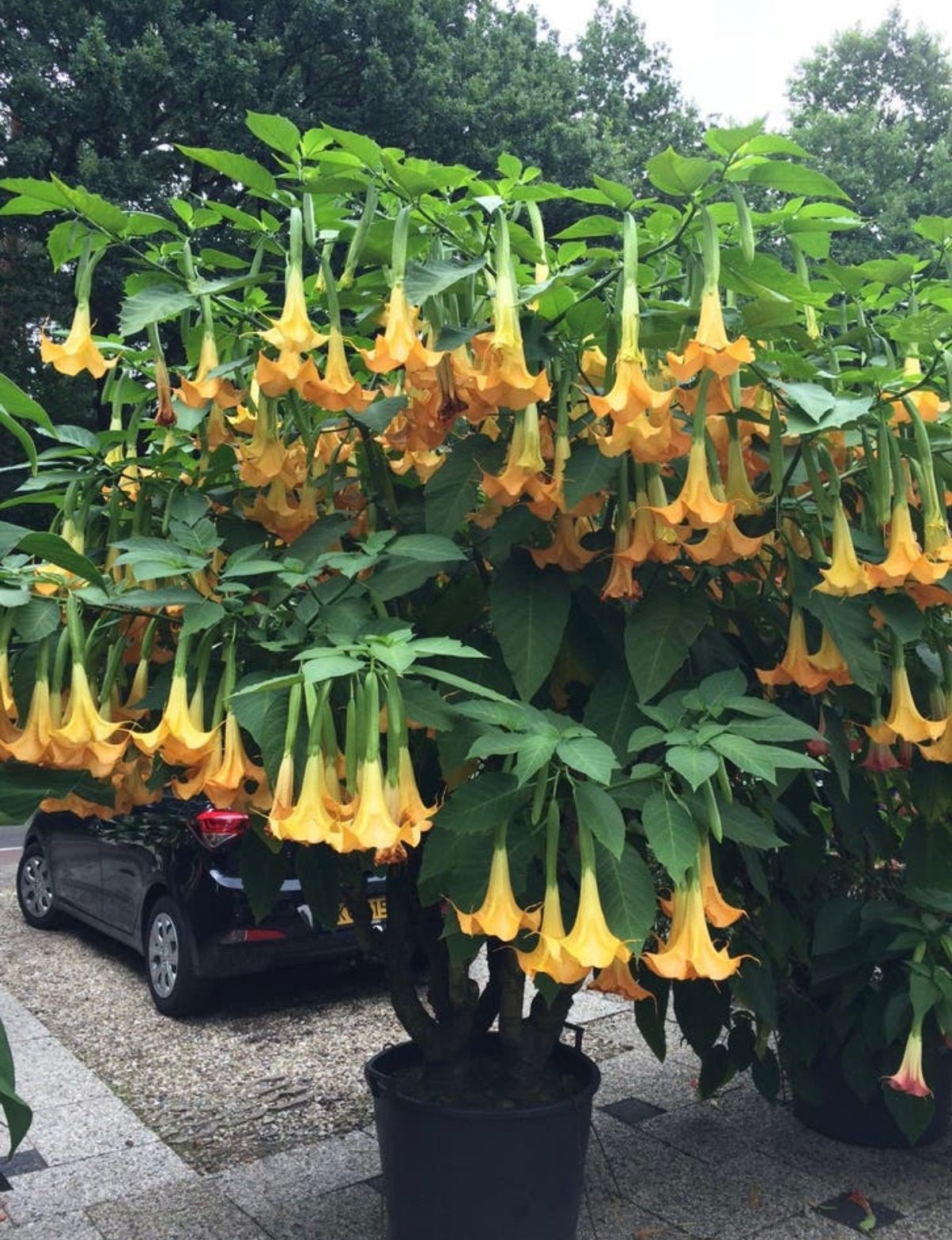Gele Brugmansia zaden, engelen trompet, Ophalen of Verzenden, Gehele jaar, Halfschaduw