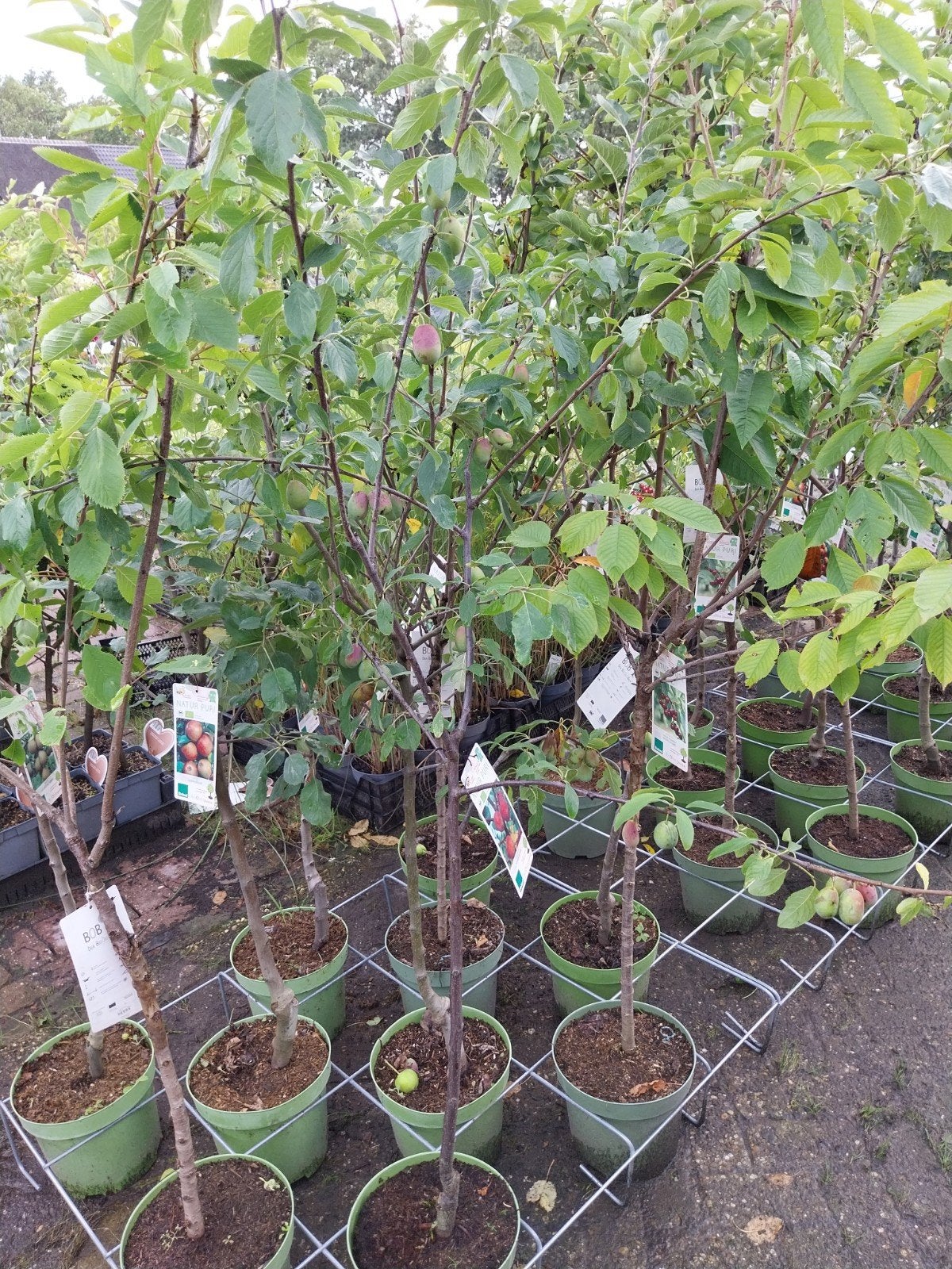 Diverse Fruitbomen - Appel, Peer, Pruim en meer!, Ophalen, Lente, Volle zon, In pot