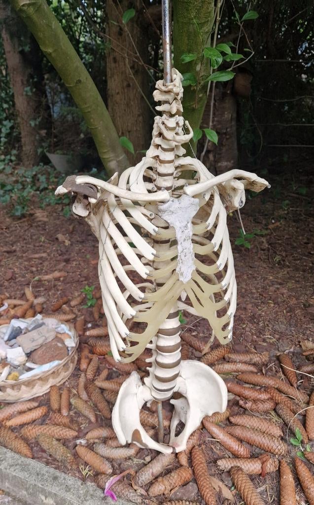 Anatomisch model ruggengraat en bekken, Ophalen of Verzenden