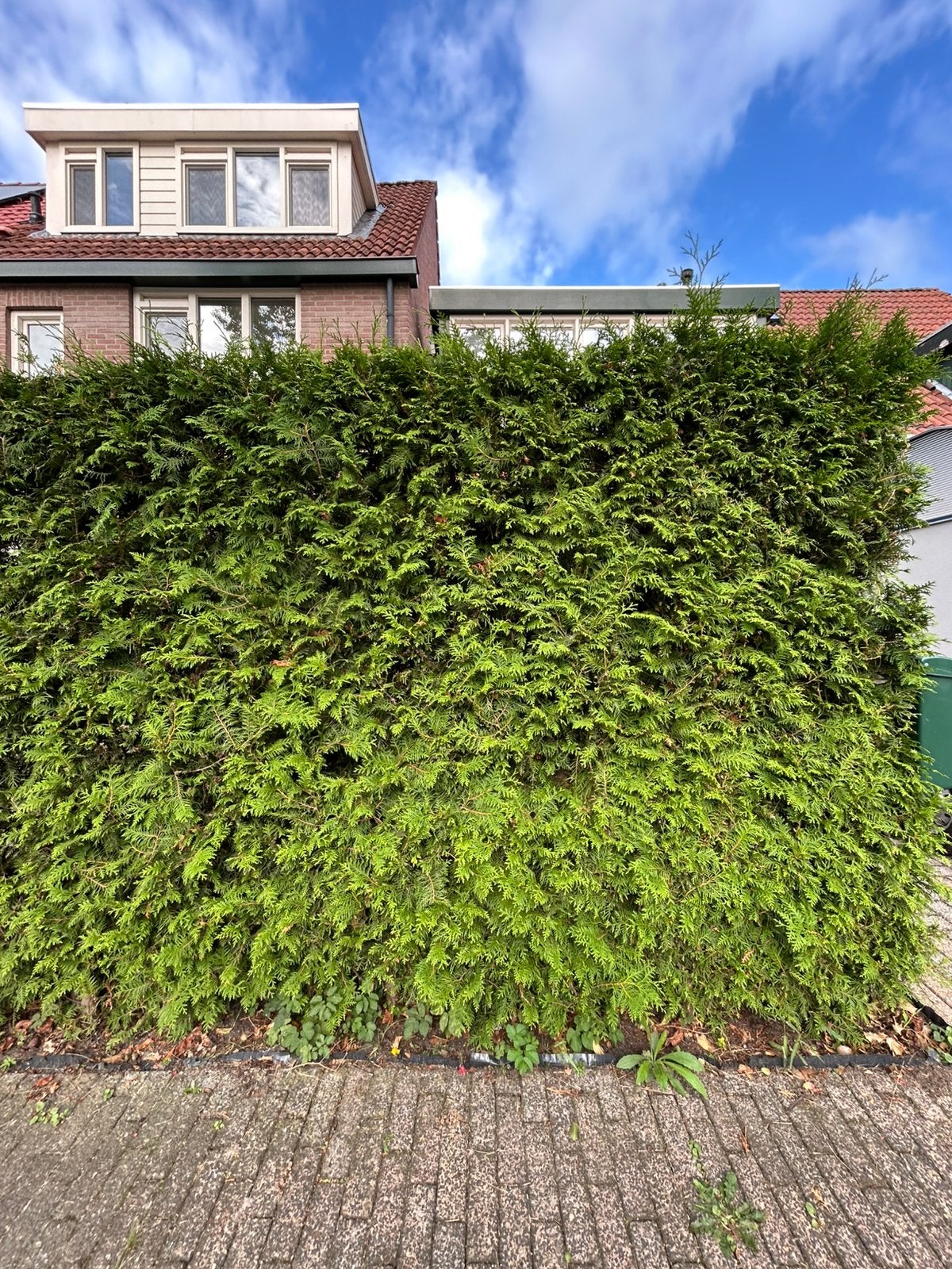 Coniferen heg, Tuin en Terras, Ophalen, Conifeer, 100 tot 250 cm