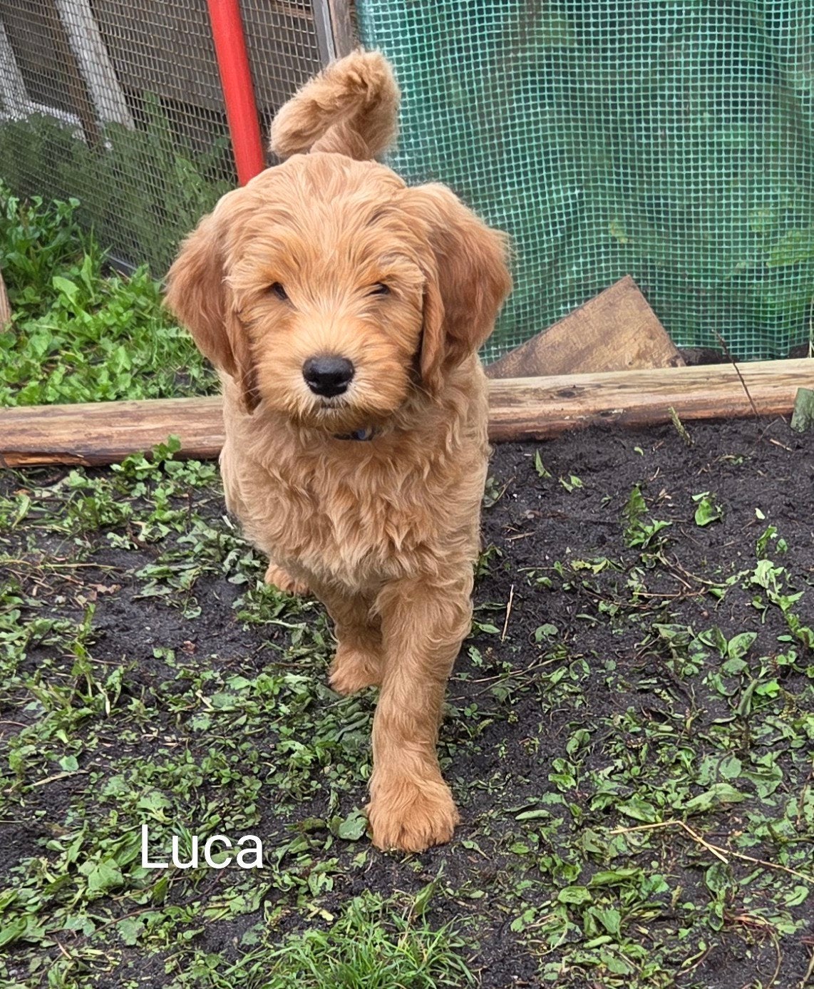 Medium Labradoodle 9 weken, Overige rassen, 8 tot 15 weken, Parvo, Meerdere