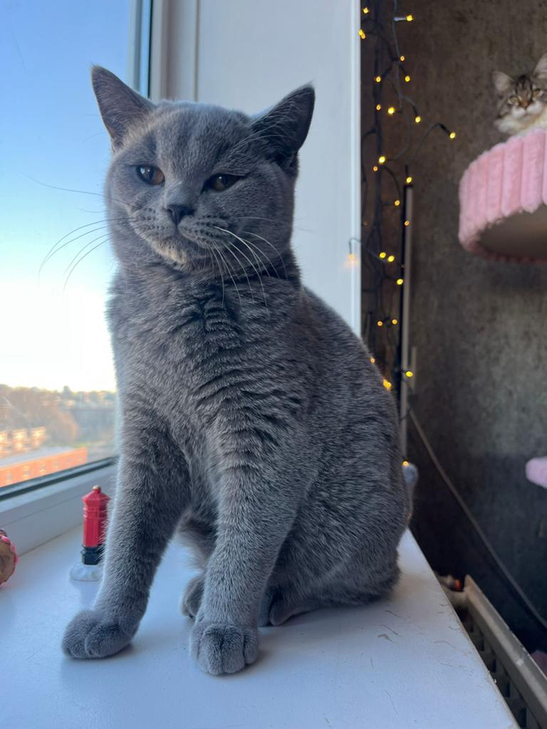 Shiva, Dieren en Toebehoren, Poes, Ontwormd, 0 tot 2 jaar