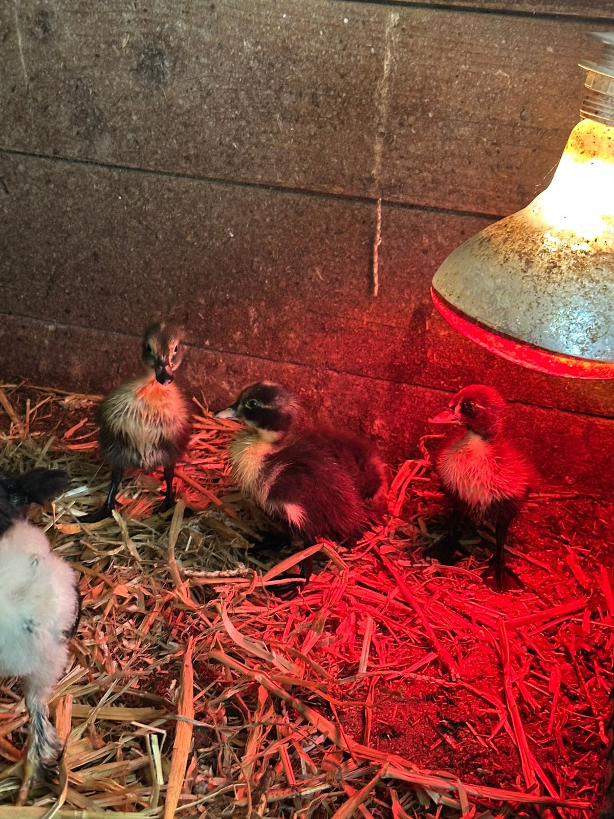 4 jonge loopeendjes, Dieren en Toebehoren, Vrouwelijk, Eend