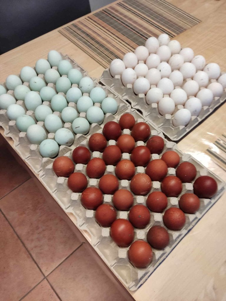 pluimvee, Dieren en Toebehoren, Geslacht onbekend, Kip